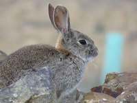 Foto conejo: WWF